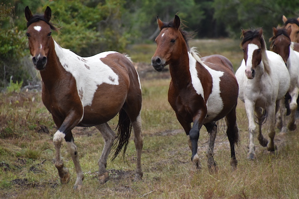 Pinto Chincoteague ponies trotting during fall round up