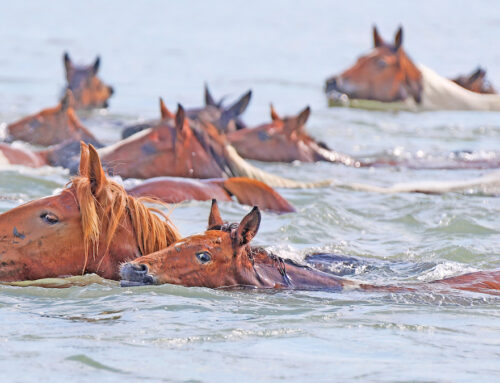 Behind the Lens with Chincoteague Pony Photographer Kelly Cosby