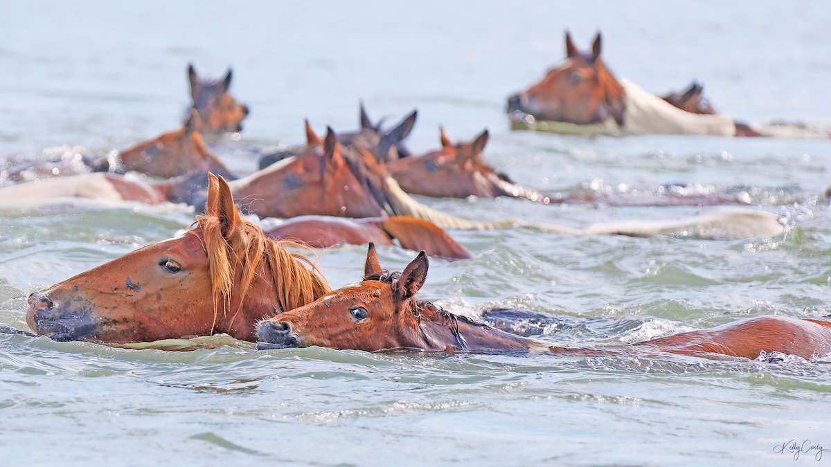 Chincoteague Pony photographer Kelly Cosby snapped this close up of a chestnut mare and bay foal during the world famous wild pony swim