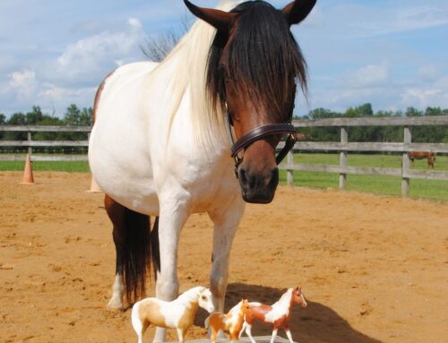 Journey into Pony Paradise: Rare Misty of Chincoteague Memorabilia