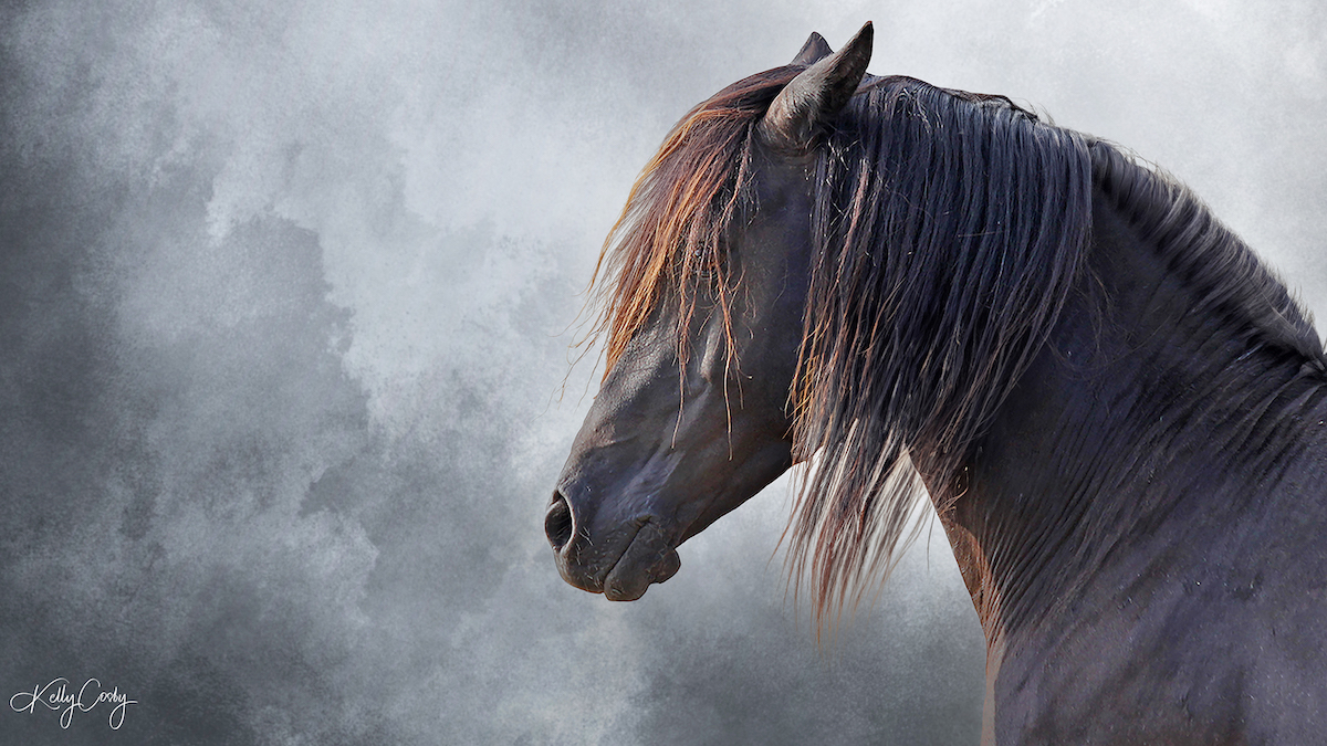 Chincoteague Pony Stallion Ace's Black Tie Affair by Chincoteague Pony photographer Kelly Cosby