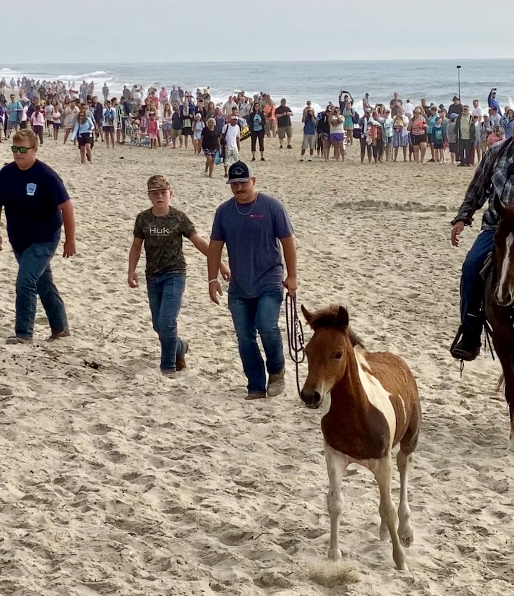 Chincoteague Foal from Beach Walk 2024