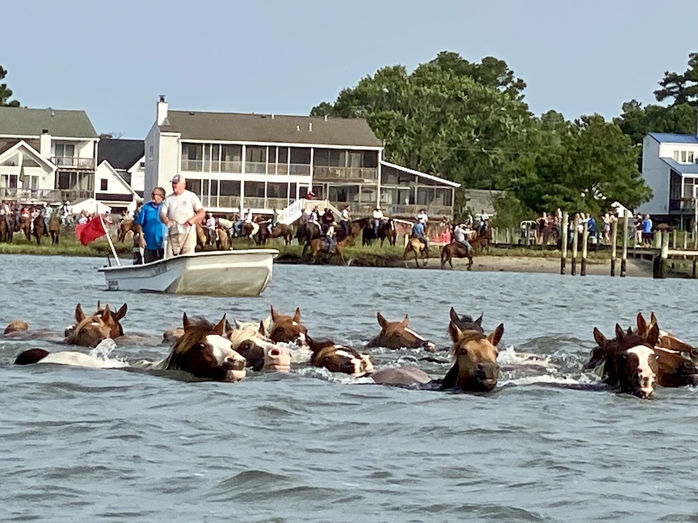 Chincoteague Pony Swim Back 2024 with Riptide's band and saltwater cowboys on shore