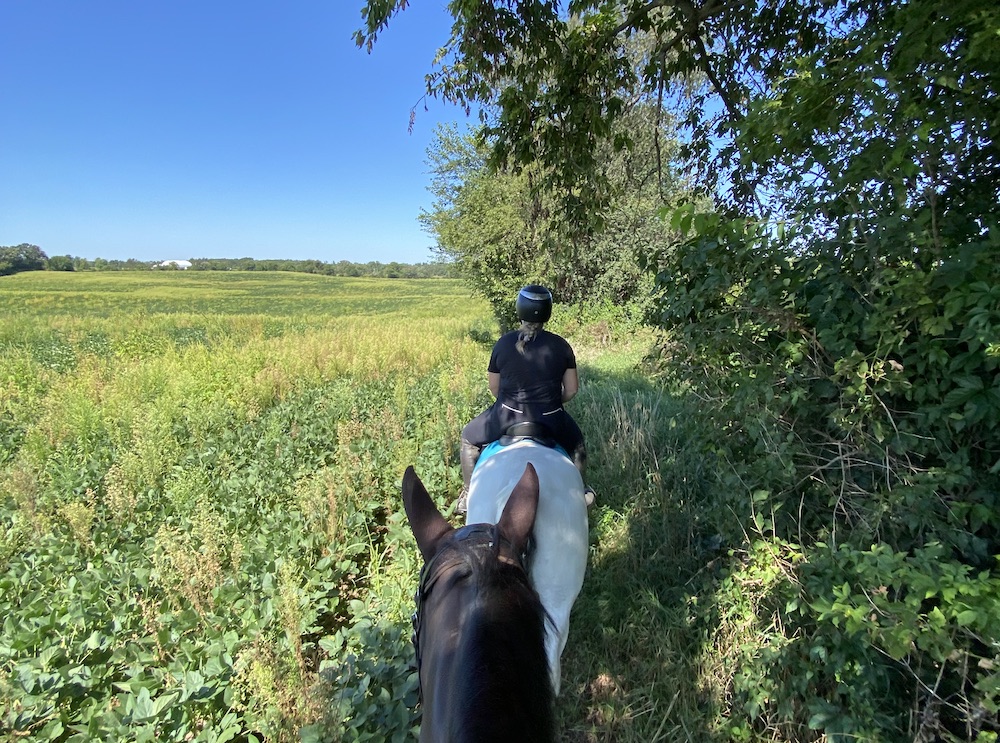 Bay horse between the ears shot with white horse in the lead on a trail ride through a field. The bay is using natural fly spray for horses.