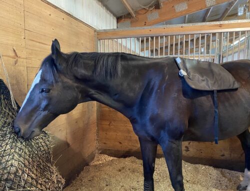 Pre- and Post-Ride Routine for My Horse with Kissing Spine