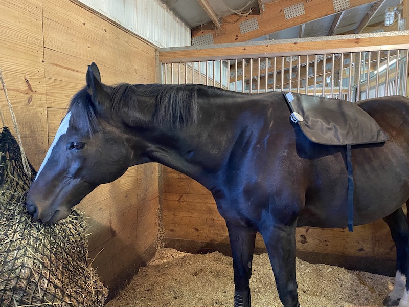 Bay horse eating from haynet with heating pad; kissing spine