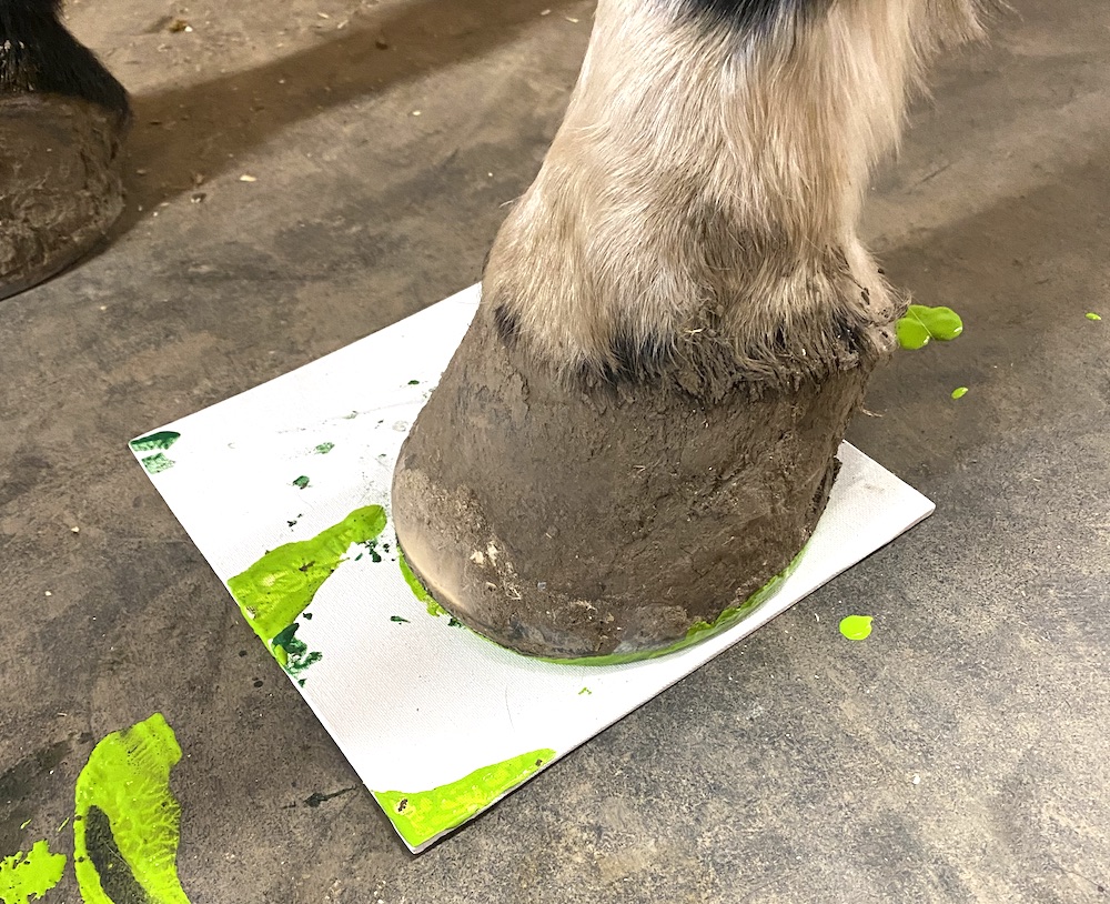 horse hoof stepping on flat canvas painting a green horseshoe